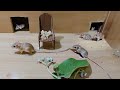 Cat Tv - Mice Games for Cats To Enjoy - 10 Hours Mice Fun Video For Cats