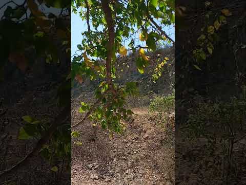 a grande muralha de Ibimirim.pe