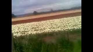 preview picture of video 'Edendale Poppy or Tulip Fields (about 20 acres of) in FULL colourfull bloom 26 Oct 2012'