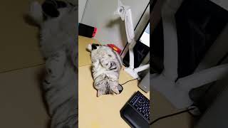 #cat#ねこ