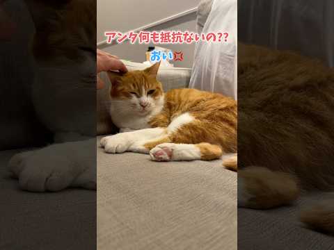 シッターに懐いた猫に詰め寄る主達。