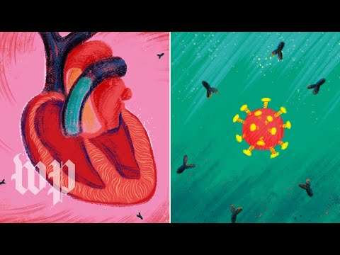 Myocarditis and coronavirus vaccines: Explaining the rare side effect