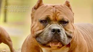 Best Of Grand Champion American Bully | Top ABKC Bullies You Should Know #ABKC #American #Bully #Dog
