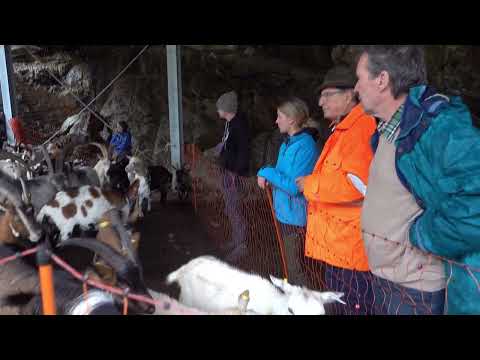 Der weite Weg zurück zum Kitz