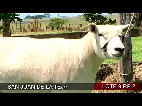 Lote 1 Ovejas en San José