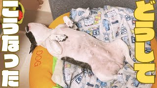 日本一ダラダラするフレブル🐶