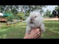 What Is a Lionhead Rabbit? | Small Pets 