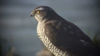preview picture of video 'Sparrowhawk with prey - 2015-02 - tewbirds @ WWT Welney'