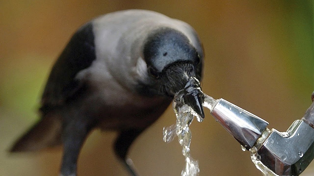Os 10 Animais Mais Inteligentes