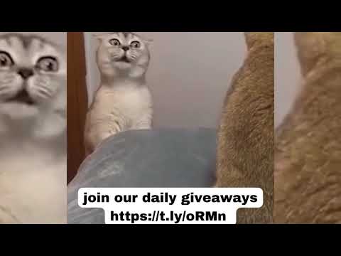 fanny animals #shorts