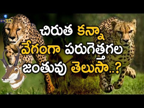 చిరుత కన్నా వేగంగా పరుగెత్తే జీవి తెలుసా? | The Second Fastest Mammal In The World | Eyecon Facts