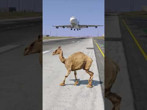 GTA V :- Airplane Hit Camel On Runway 😱🐪💥 Shocking Accident Scene #short #shortfeed