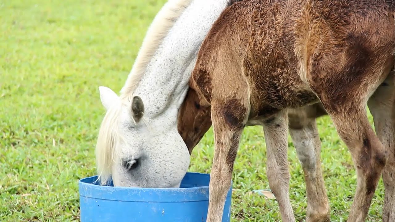 Miniatura do YouTube