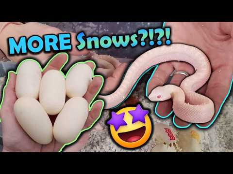 We Weren't Expecting these Babies!