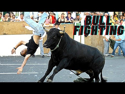 Funny Bullfighting Festival ||Ultimate Bull Attacks||Dangerous Bull Fight..