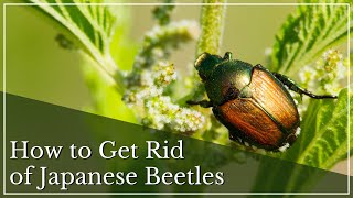 How to Get Rid of Japanese Beetles | Japanese Beetle | Beetle Larvae | What