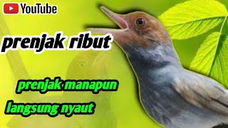 Download lagu Prenjak jantan dan betina ribut bersahutan ampuh untuk pikat || pikat burung kecil mp3