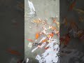 Fish Tank In Department Of Industrial Management University Of Kelaniya University Uok
