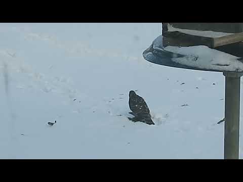 It's a Bird eat Bird world