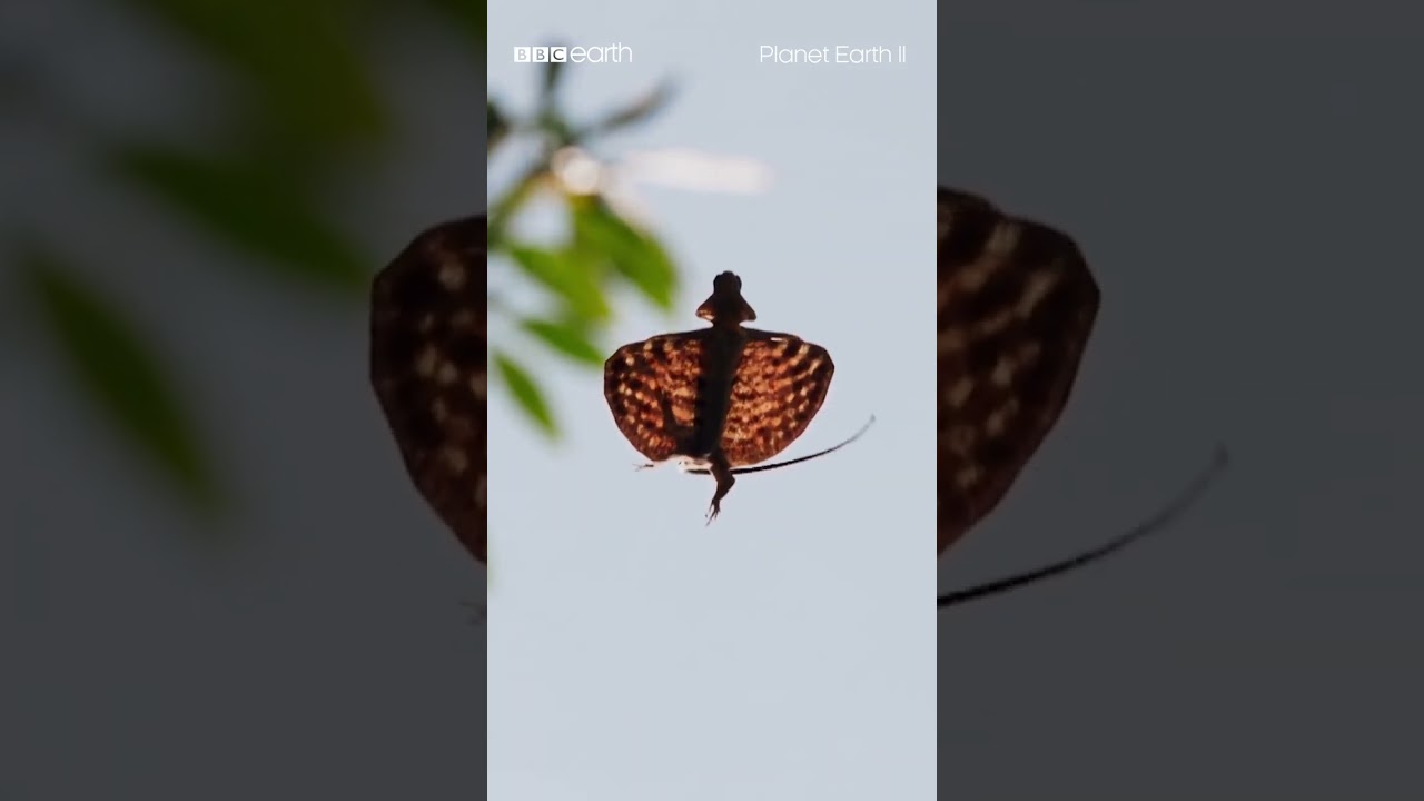 The Flying Draco Lizard 🦎 | BBC Earth