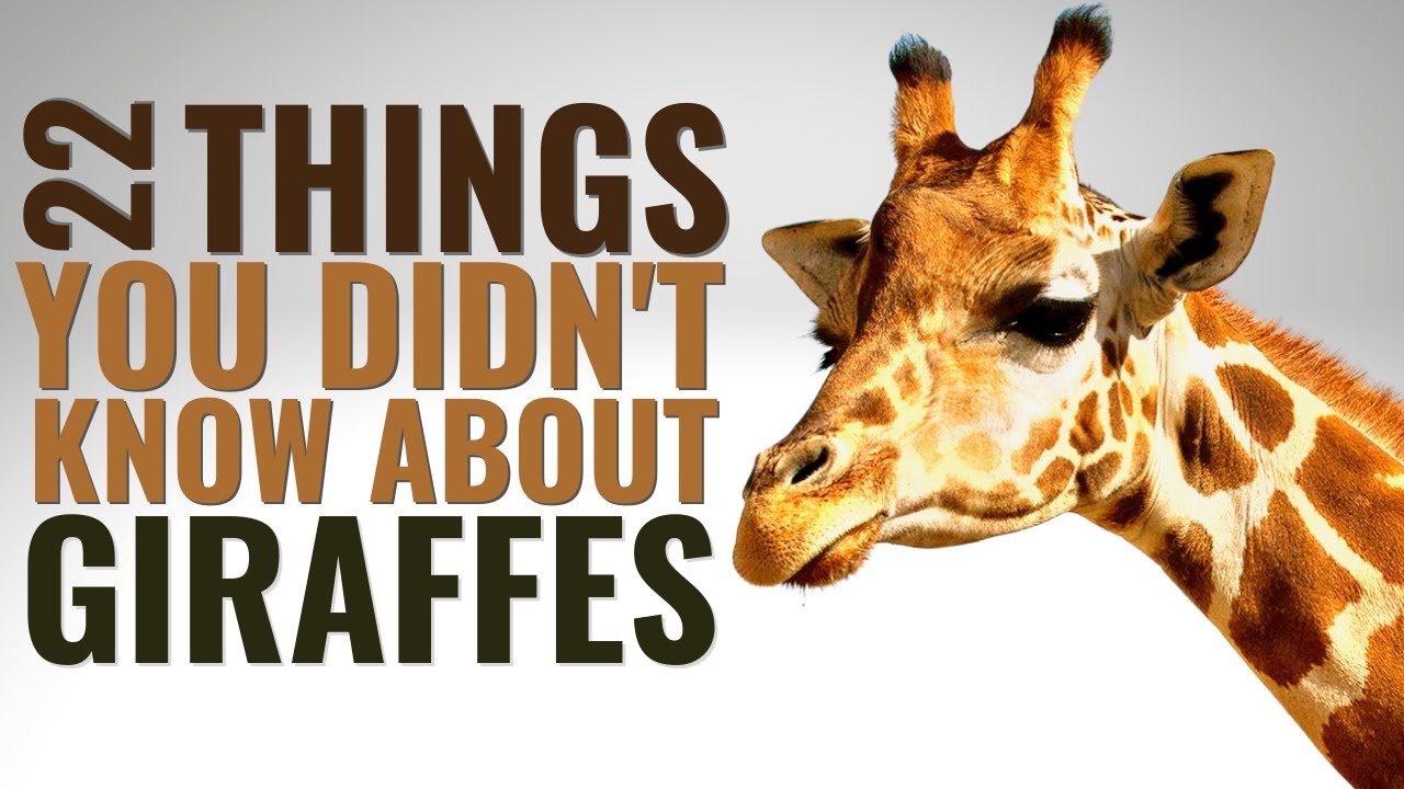 22 Amazing Facts About Giraffes You Need to Know
