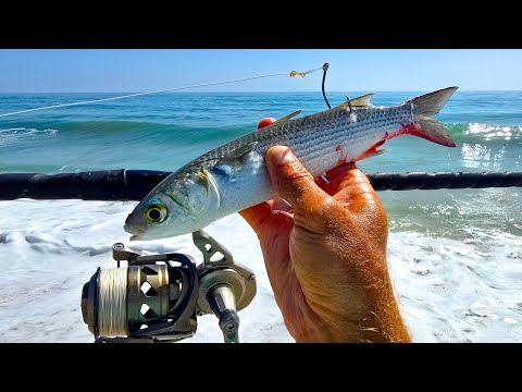 Fishing BIG LIVE BAIT at Florida Beach | Giant Fish Feeding Frenzy