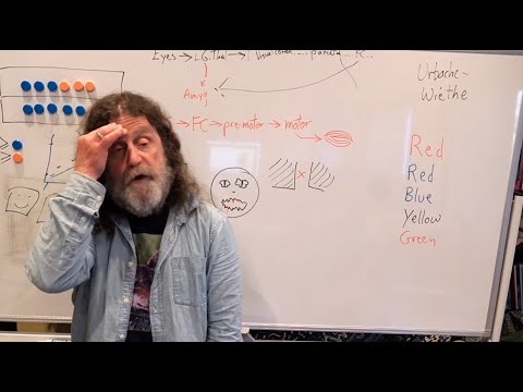13-Limbic System III - Robert Sapolsky's Human Behavioral Biology