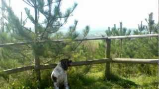 preview picture of video 'Teversal Trail - Silverhill Wood Walk - 2009'