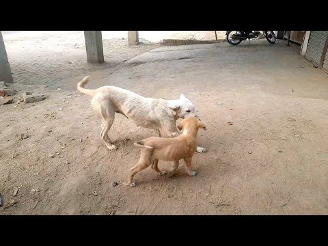 once day Ek Pyase dog ki kahani ke dog ka Narmada ka  yah Narmada doggy Hote ..