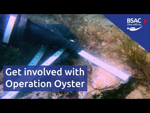 Operation Oyster - BSAC's UK diving conservation project