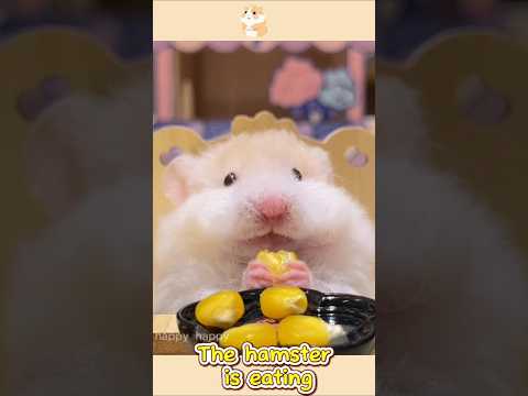 #Fyp #Hamster #Hamsters #Hamstersoftiktok #Thehamsterstation #Pet1
