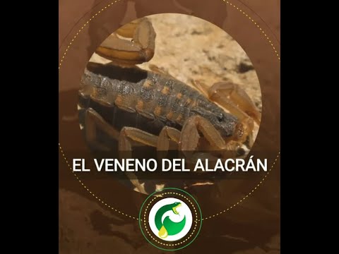 El veneno del alacrán / Alacranes Parte 3