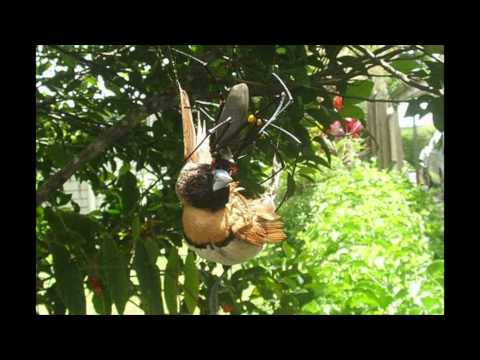 Golden Orb Spider Makes Meal Of Gecko