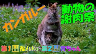 Download lagu 「動物の謝肉祭」【カンガルー】シャルル・カミーユ・サン＝サーンス mp3