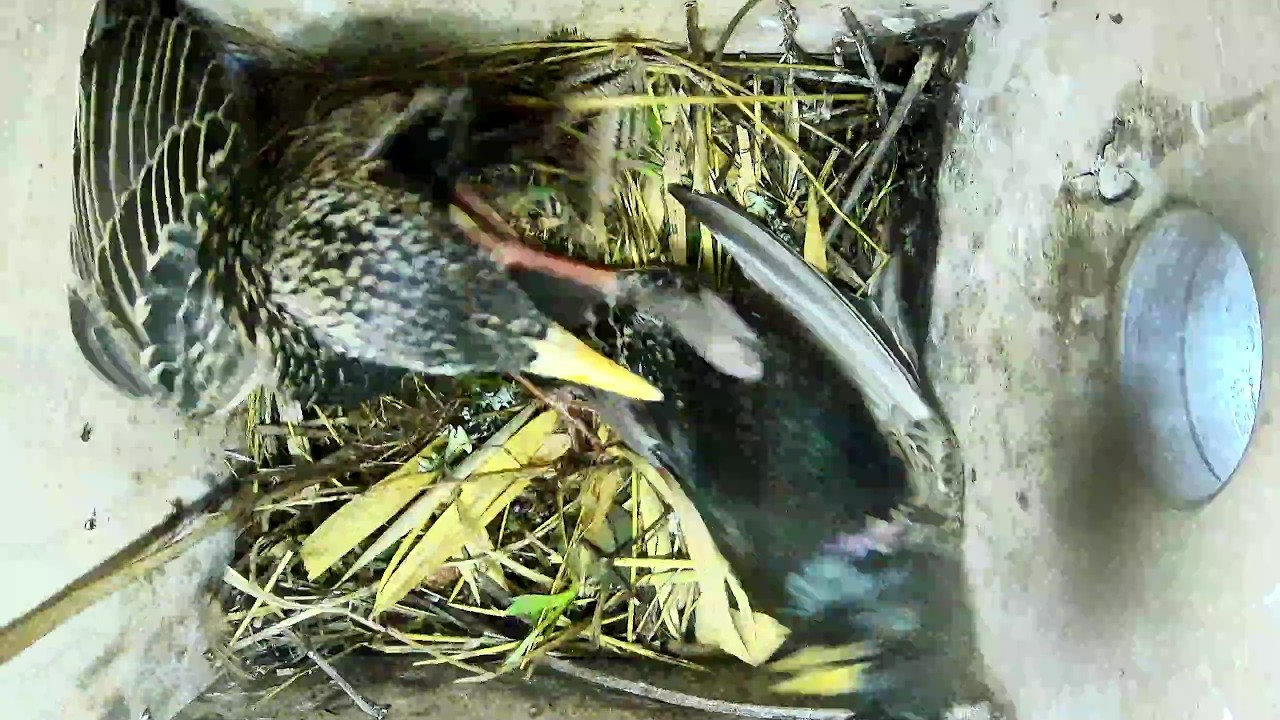 Starenmännchen singt und bekommt eins aufs Maul & erste Ei! | 14.05.2026