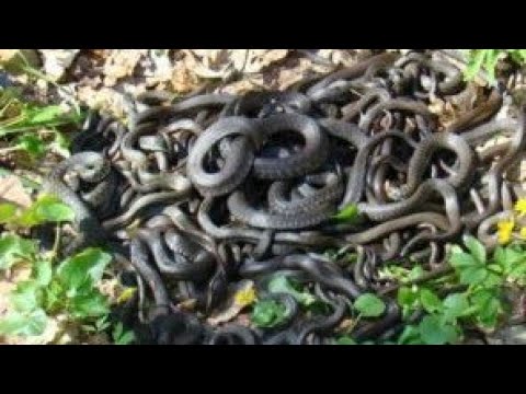 Змеи в Удомле