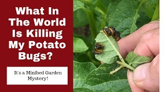What in The World is Killing My Potato Bugs?