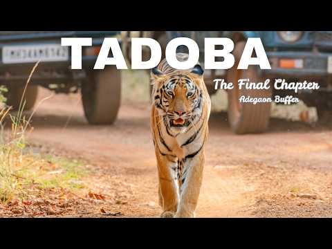 Tadoba Final Chapter - 4 Tigers & 1 Leopard | Adegaon Buffer Zone|Tadoba Andhari Tiger Reserve Apr26