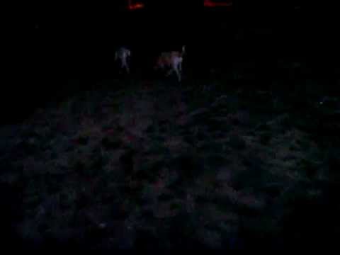 Monica & Miruna evening in the park