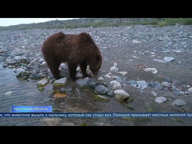 Медведица разбушевалась