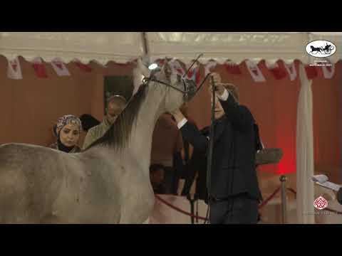 N 71 EZZ AL LAYAL   Bahrain National Championship 2021   Colts 2 Years Old Class 6A