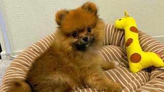 ぽんすけ＂おすわり→おて＂をマスターする【ポメラニアン】