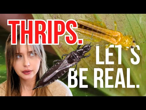 Thrips — What no one tells you | Treating pests with beneficial insects