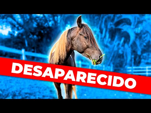 ROUBARAM meu CAVALO EMBAIXADOR NA CIDADE