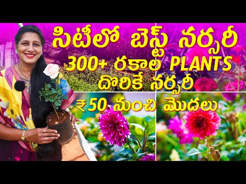 🔴 Best nursery in Hyderabad | 300+ Types of Plants in One Nursery  | Starts From ₹50