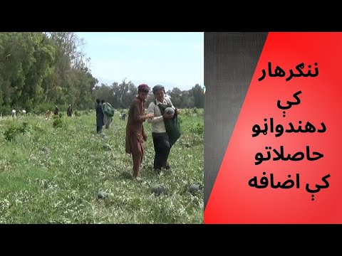 Wahdat Pashto News | ننګرهار کې دکرل شوو هندواڼو او خټکو حاصلاتو کې لوړوالى راغلى، | Wahdat News