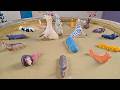 The Incredible Life Of Domestic Animals And Forest Creatures For Kids