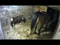 Horse Taking A Dump
