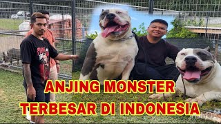 Download lagu GREBEK KANDANG SUPER BULL JAMBI ‼️ THE BIGGEST MONSTER DOG IN INDONESIA mp3