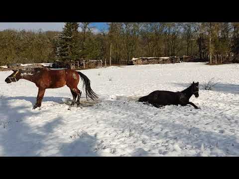 Pferde freuen sich über den ersten Schnee fall im Winter Bayern. #pferd #schnee #schneebad